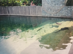 Inside the shark pool