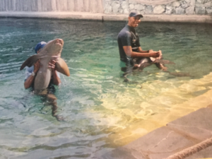 Inside the shark pool