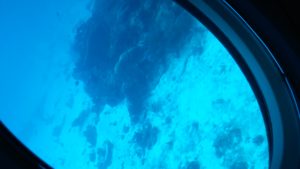 A underwater view of a coral at Chankanaab dive cite