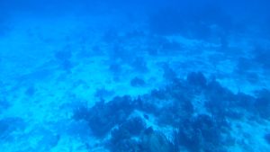 A 100ft underwater view of the ocean floor at the Chankanaab dive site.