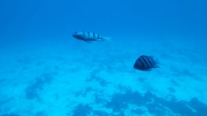 100ft underwater view of Chankanaab ocean floor