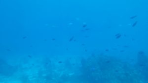 100ft underwater view of Chankanaab ocean floor