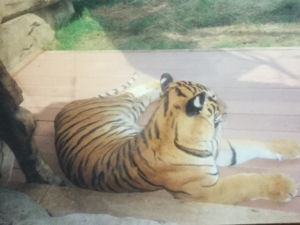 My tiger encounter with the tiger refusing to turnaround for my picture