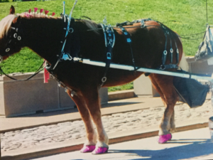 Clydesdale horses