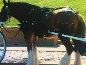 Clydesdale horse near the riverfront