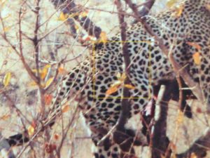 A leopard in a tree