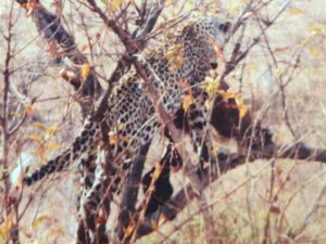 A leopard in the tree