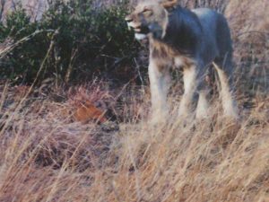 A lion on the safari