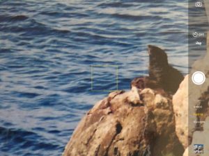 Sea lions at Hermanus in South Africa