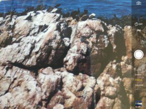 Sea Lions at Hermanus in South Africa